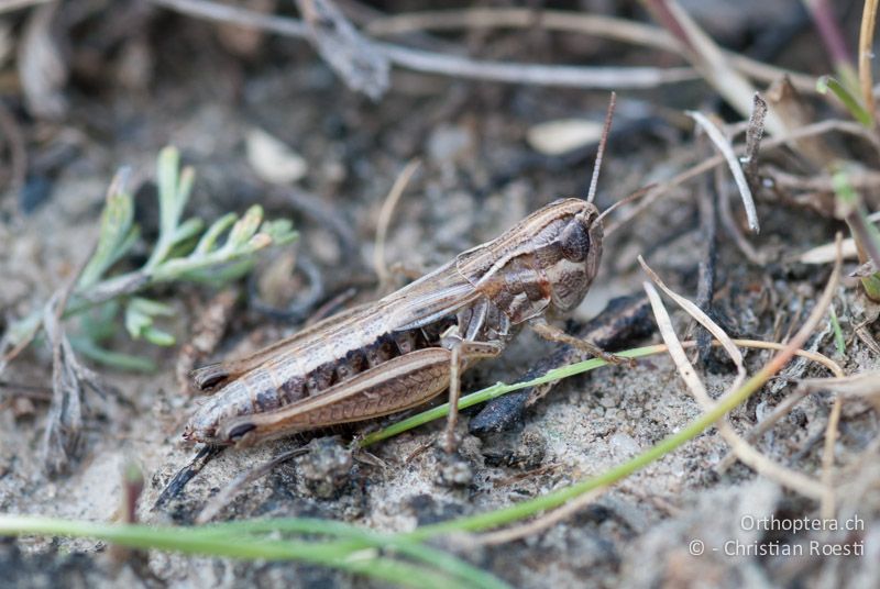 Stenobothrus crassipes ♀ - AT, Niederösterreich, Ebergassing, 28.06.2008