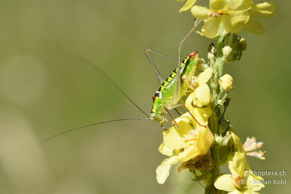 Poecilimon thoracicus ♂ - BG, Blagoevgrad, Waldlichtung vor Raslog bei Bansko, 14.07.2018