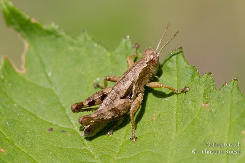 Pezotettix giornae ♂. Die grossen, rundlichen Haftlappen (Arolium) zwischen den Krallen sind gut erkennbar - CH, TI, Castel-San-Pietro, 02.09.2013