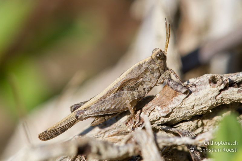 Tetrix ceperoi ♂ - CH, VD, Cudrefin, 06.09.2013