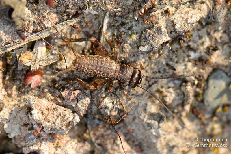 Larve von Modicogryllus frontalis ♂ - AT, Wien, Untere Lobau, 29.04.2011