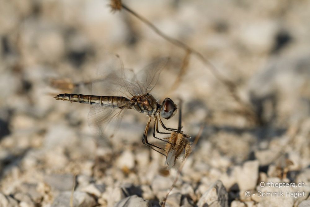 Teufelchen (Selysiothemis nigra) - Westlich von Paramythia, 11.07.2011