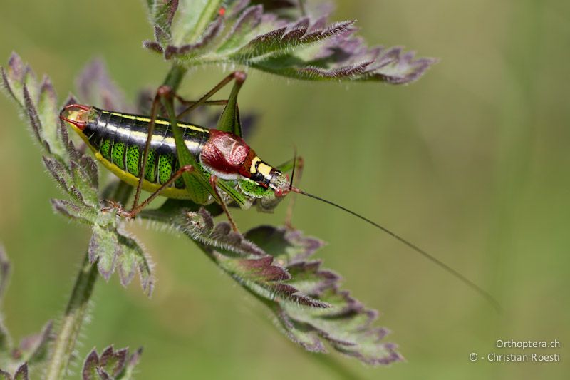 Die Plumpschrecke Isophya speciosa (hier ein Männchen) ist auf der Balkan-Halbinsel weit verbreitet. Gorica, 12.05.2012 (Thanks Dragan Chobanov for the help)