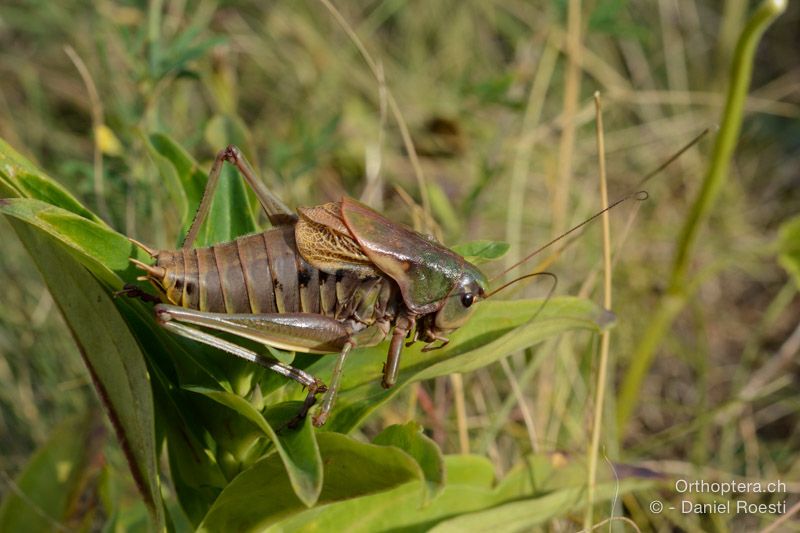 Psorodonotus illyricus ♂ - HR, Istrien, Dol, 24.07.2015