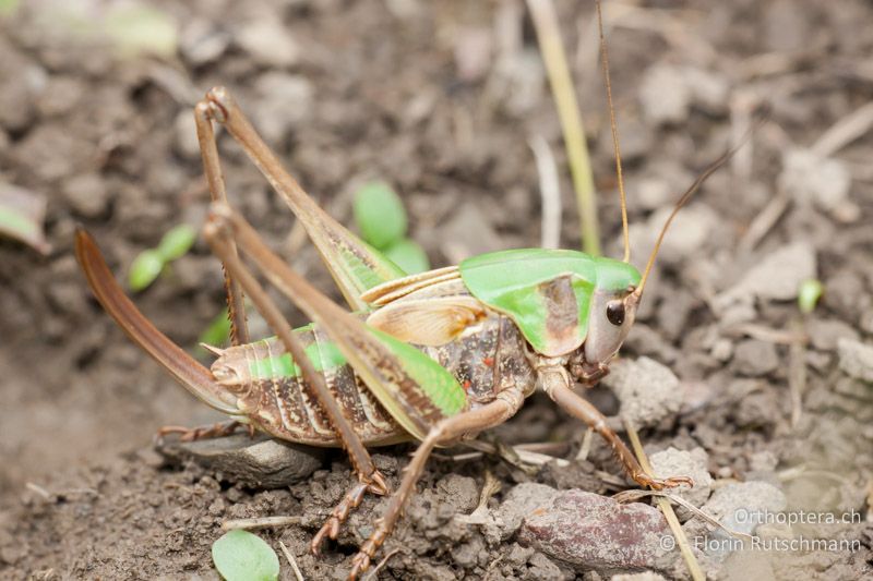 ♀ Larve von Decticus verrucivorus im letzten Stadium - AT, Vorarlberg, Sonntag, 10.06.2011