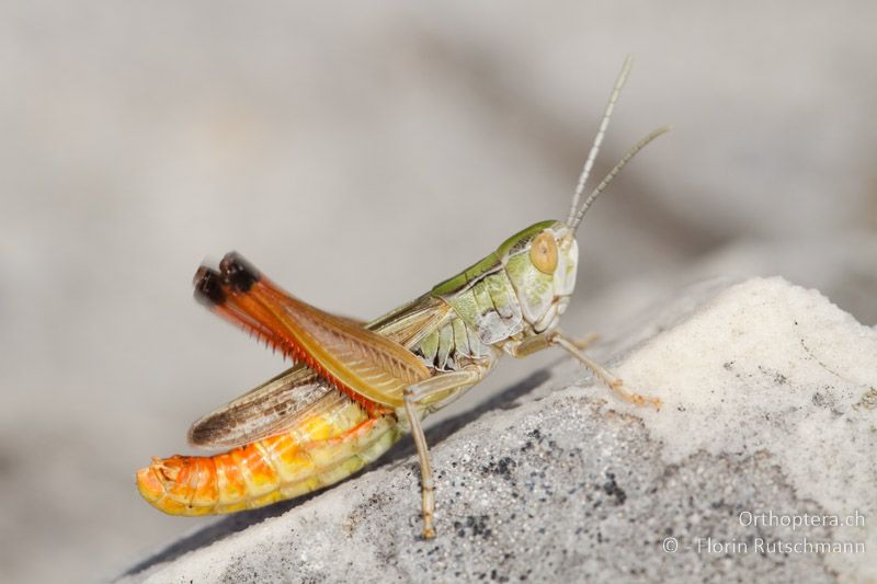 Stenobothrus fischeri ♂ - GR, Epirus, Mt. Soulion, 09.07.2012