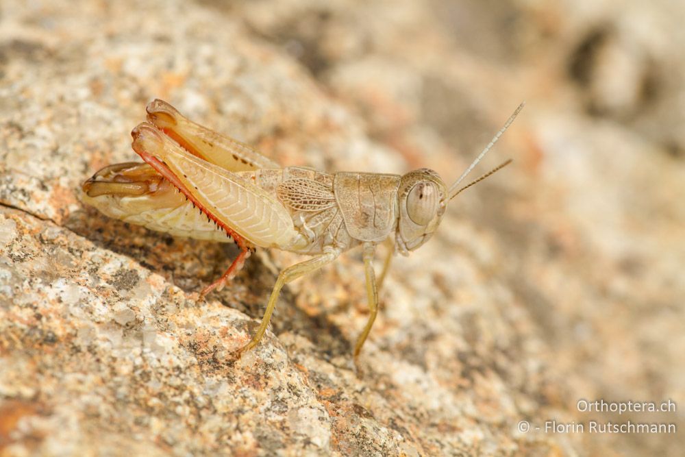 Paracaloptenoides caloptenoides Männchen - Meteora, 17.07.2012