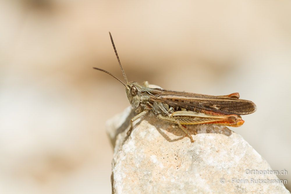 Chorthippus bornhalmi Männchen - HR, Istrien, Herboki, 17.06.2014