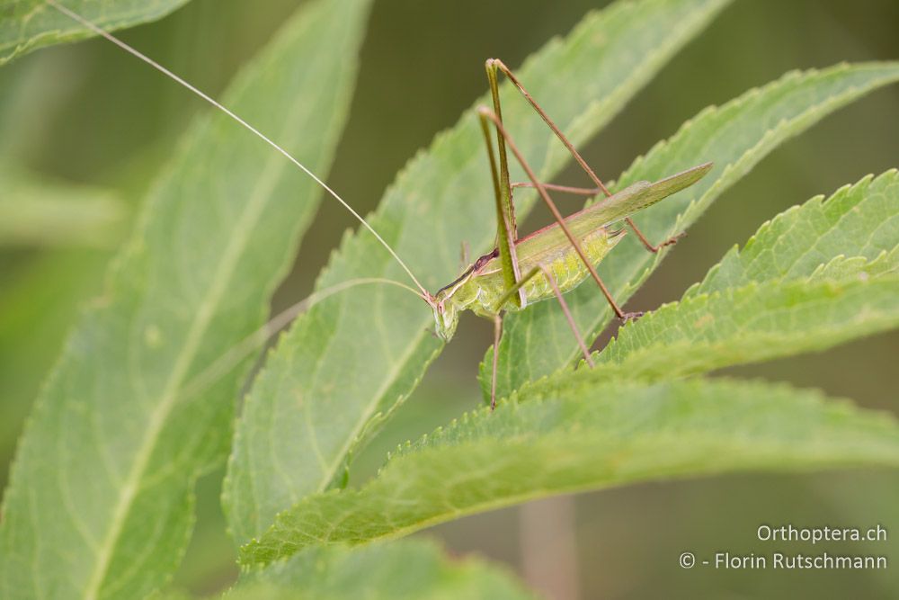 Lilienblatt-Sichelschrecke (Tylopsis liliifolia) - HR, Istrien, Motovun, 24.07.2014