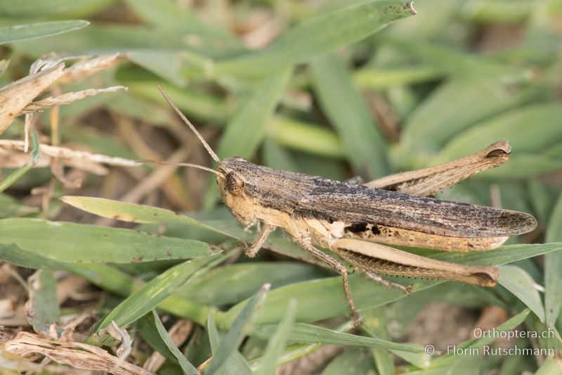 Chorthippus dichrous ♀ - HU, Bács-Kiskun, Fülöpháza, 08.07.2017