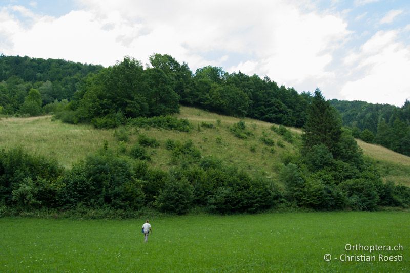 Verbuschende Magerwiese in Neuhaus an der Drau - AT, Kärnten, Neuhaus, 24.06.2010