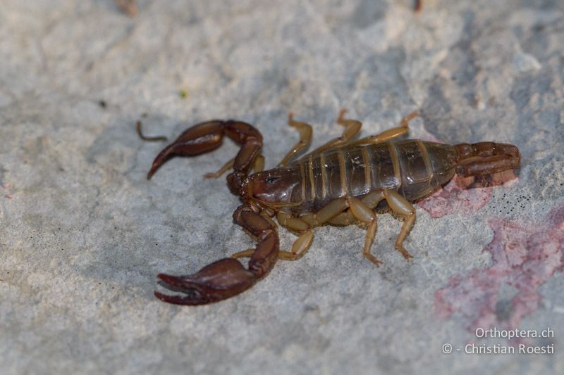 Skorpion - HR, Primorje-Gorski, Biljevine, 06.06.2014