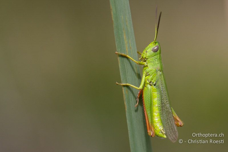 Chorthippus jucundus ♂ - FR, La Grande-Motte, 10.07.2014