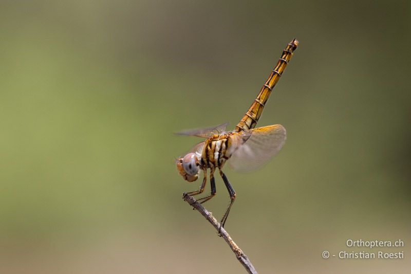 Trithemis kirbyi, Kirby's Dropwing - SA, Limpopo, Mutale, Pafuri River Camp, 02.01.2015