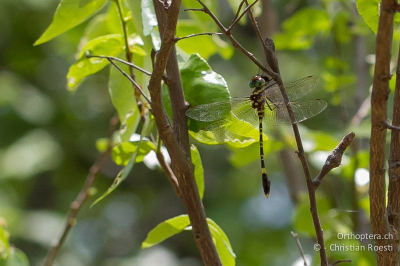 Phyllomacromia picta, Darting Cruiser ♂ - SA, Limpopo, Mutale, Pafuri River Camp, 04.01.2015