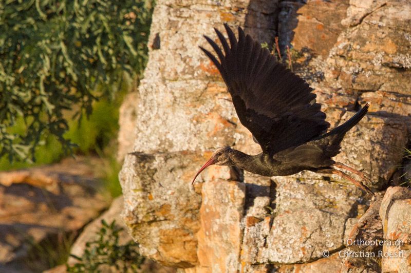 Junger Southern bald Ibis (Geronticus calvus) - SA, Mpumalanga, Dullstroom, Field & Stream Lodge, 13.01.2015