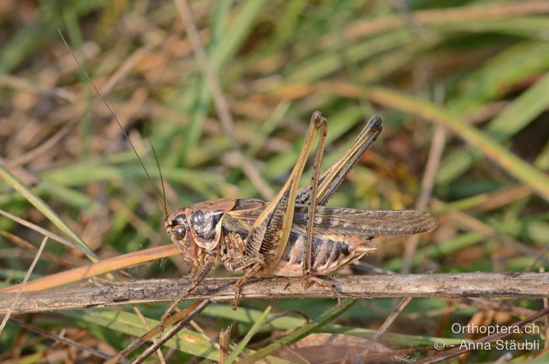 Platycleis romana ♂ - HR, Istrien, Boljunsko Polje, 20.07.2015