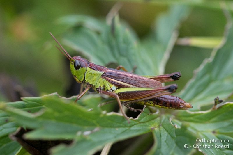 Pseudochorthippus montanus ♀ - CH, BE, Jaunpass, 23.08.2015