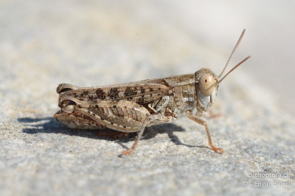 Calliptamus barbarus ♂ - BG, Blagoewgrad, Ploski, 14.07.2018