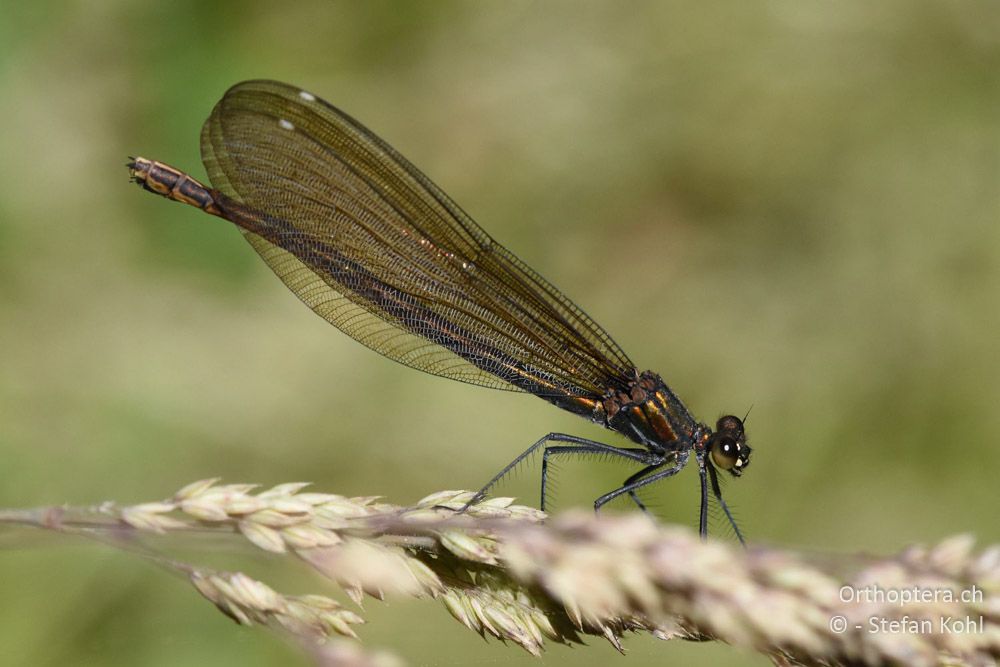 Blauflügel-Prachtlibelle (Calopteryx virgo) ♀ - BG, Sofia, Kopriwschtiza, 11.07.2018