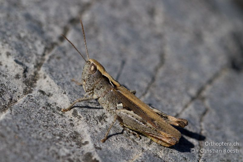 Chorthippus vagans ♀ - CH, VS, Leuk, 20.08.2013