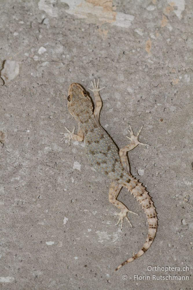 Ägäischer Nacktfinger (Mediodactylus kotschyi) - Meteora, 15.07.2011