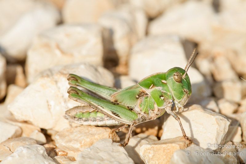 Larve von Oedaleus decorus ♀ im letzten Stadium - GR, Epirus, Ampelia, 17.06.2013