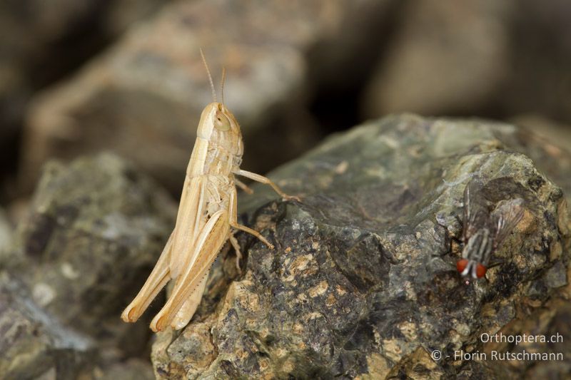 Euchorthippus declivus ♀ - GR, Mittelgriechenland, Domokos, 23.06.2013