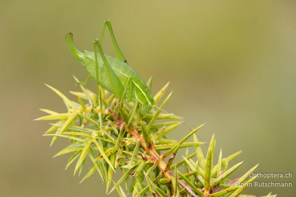 Poecilimon elegans - HR, Lika-Senj, Velebit Nationalpark, 28.07.2014