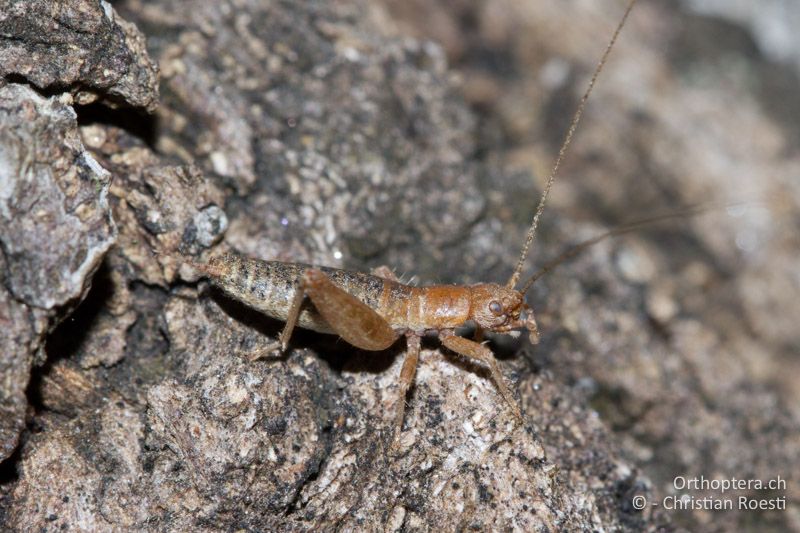 Arachnocephalus vestitus ♂ - FR, Var, La Môle, 25.09.2014