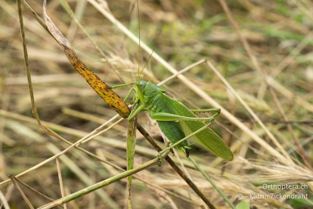 Und hier ist sie! Tettigonia caudata ♂ - HR, Istrien, Mutvoran, 20.06.2016