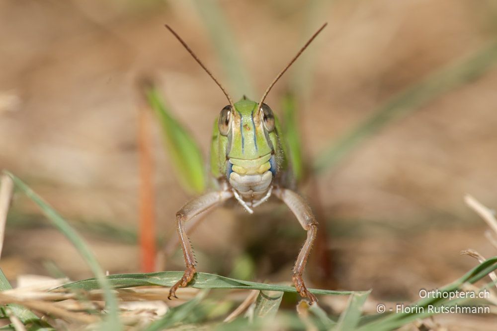 Locusta migratoria ♂ - GR, Epirus, Preveza, 07.06.2024