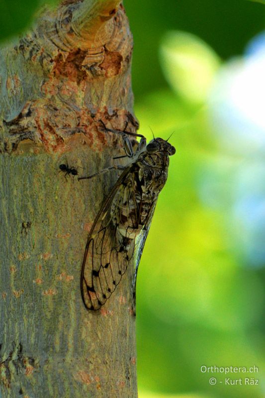 Mannazikade (Cicada orni) - FR, Crau, 08.07.2014