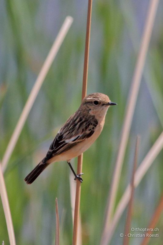 Weibchen des Sibirischen Schwarzkehlchens (Siberian Stonechat, Saxicola torquatus maurus). Azraq. 11.04.2011