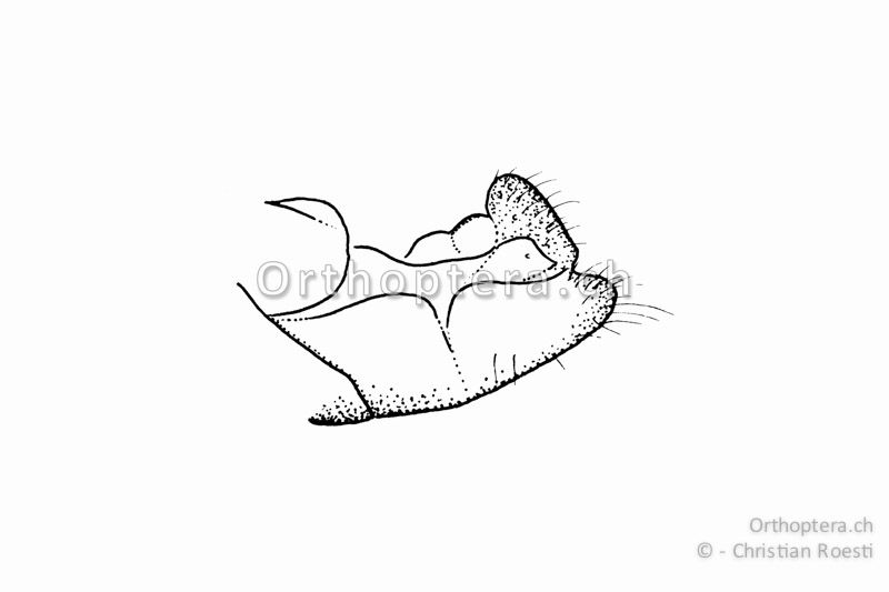 Genitalkapuze von Calliptamus siciliae ♂ von der Seite. Im Gegensatz zu derjenigen von Calliptamus italicus ist sie abgerundet und nicht sichelförmig nach hinten verlängert.