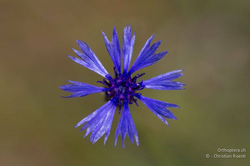 Blüte der Kornblume Centaurea cyanus, 25.04.2012 (Vielen Dank für die Bestimmung Bojidar Ivanov)