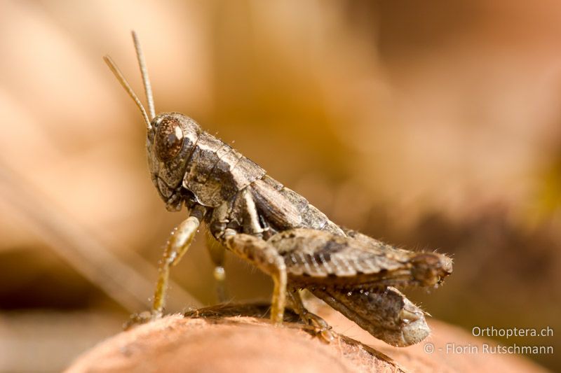 Pezotettix giornae ♂ - CH, TI, Arzo, 06.10.2008