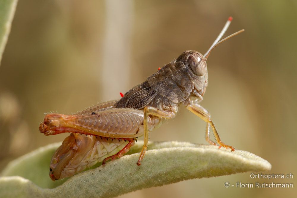 Männchen von Paracaloptenus caloptenoides - Westlich von Paramythia, 11.07.2011