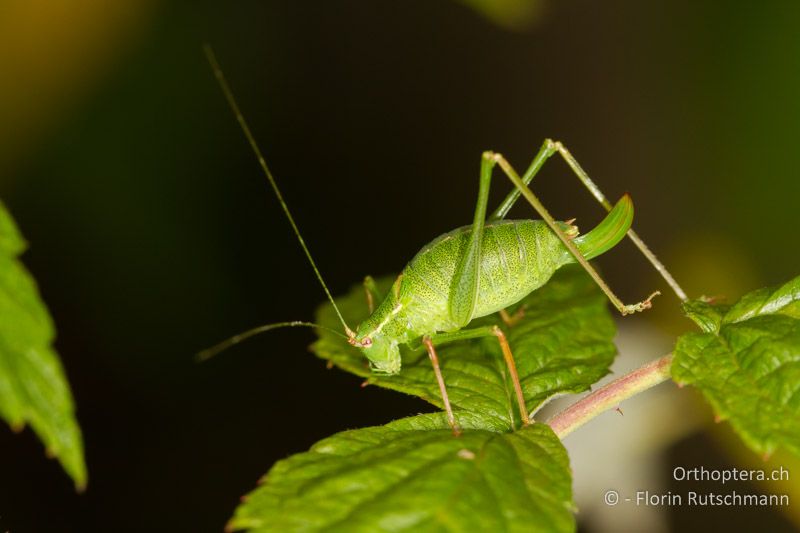 Leptophyes punctatissima ♀ - CH, AG, Obersiggenthal, 14.09.2013