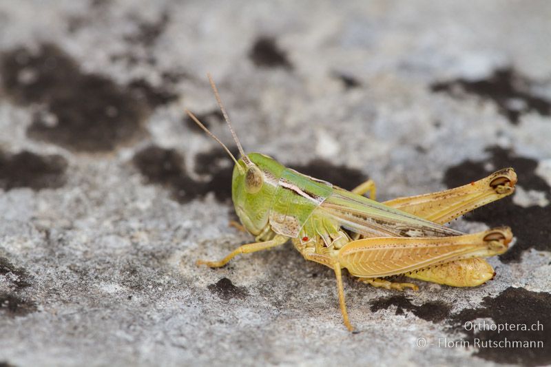 Stenobothrus fischeri ♀ - HR, Istrien, Brovinje, 16.06.2014