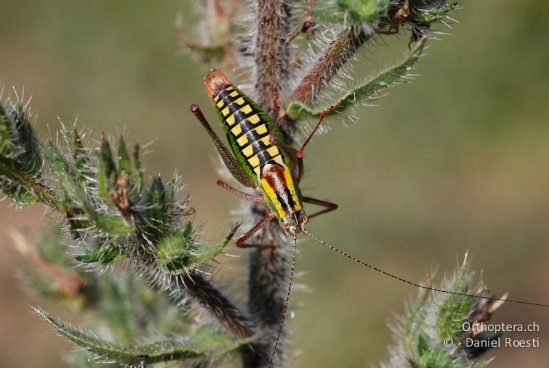 Buntschrecke Poecilimon zwicki ♂ - GR, Ostmakedonien, Mt. Pangeon, 06.07.2013