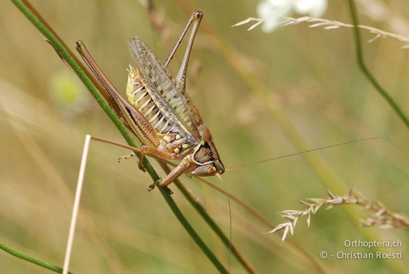 Gampsocleis glabra ♂ - AT, Niederösterreich, Ebergassing, 29.06.2008