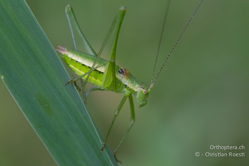 Leptophyes boscii ♂ - HR, Istrien, Vozilići, 13.06.2014