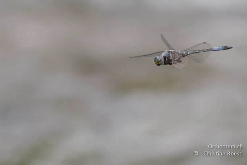 Zygonyx natalensis, Blue Cascader ♂ - SA, Mpumalanga, Matibidi, Seitenbach vom Blyde River, 10.01.2015