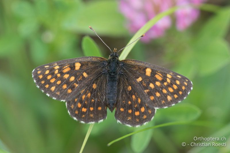 Baldrian-Scheckenfalter (Melitaea diamina) - HR, Istrien, Račja Vas 25.06.2016