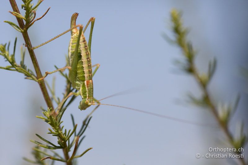 Poecilimon macedonicus ♀ - GR, Westmakedonien, Xino Nero, 10.07.2017