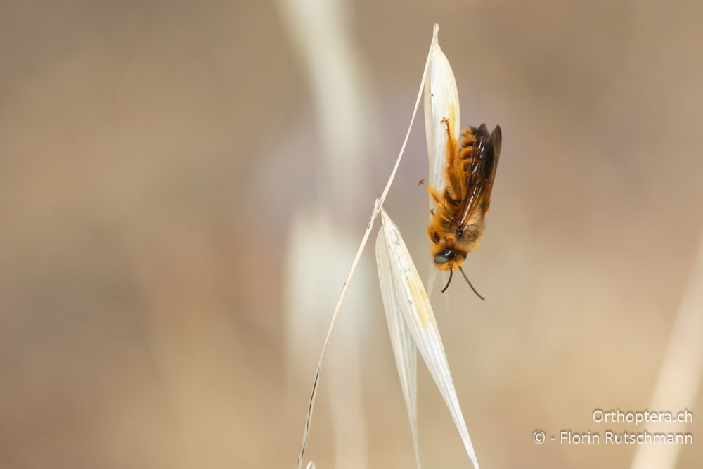 Dasypoda visnaga ♂ - GR, Epirus, Preveza, 07.06.2024