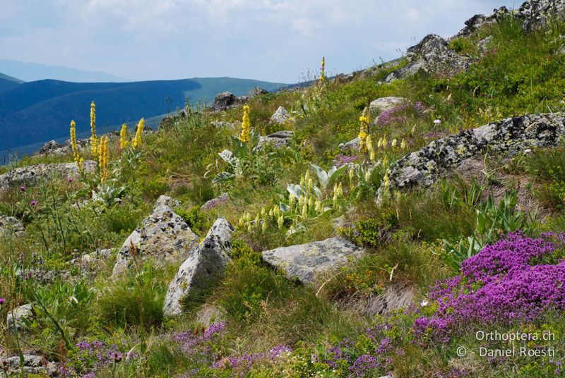 Lebensraum von Psorodonotus und Polysarcus - GR, Westmakedonien, Mt. Varnous, 11.07.2013