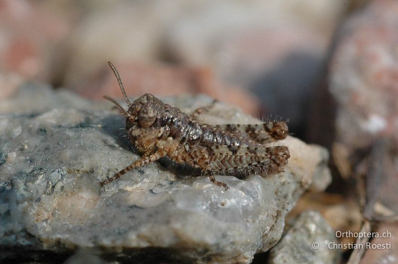 Larve von Acrotylus patruelis im 1. Stadium - CH, TI, Arzo, 07.09.2006