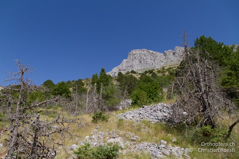 Trockene, steinige, leicht bewaldete Bergflanke - GR, Epirus, Mt. Timfi, 15.07.2012